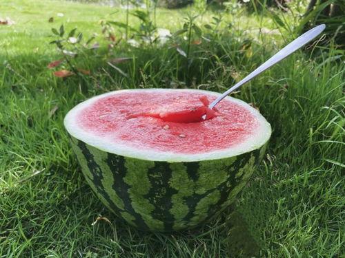 暑期吃瓜,吃瓜群众欢乐多