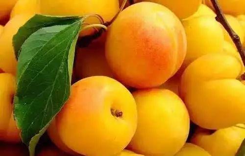 51吃瓜杏子兔酱,揭秘网络红人的魅力与影响力