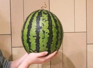 广州南苑吃瓜,夏日吃瓜盛宴，品味地道风味