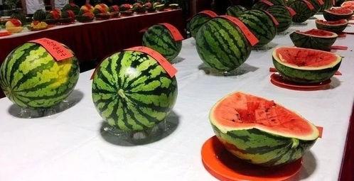 村主任吃瓜,揭秘农村基层干部的日常生活