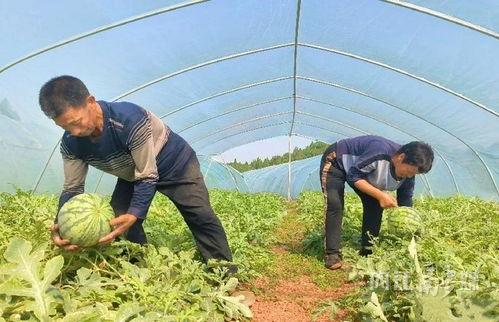 村主任吃瓜,揭秘农村基层干部的日常生活