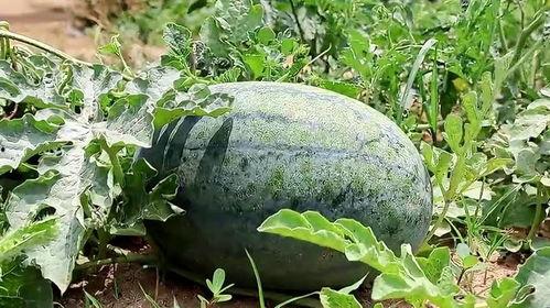 梦月在吃瓜,揭秘娱乐圈幕后故事