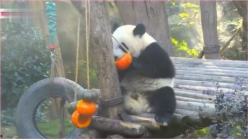熊猫吃瓜看小孩,趣味横生的亲子时光