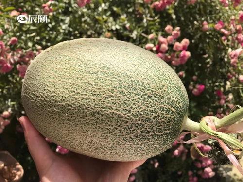 吃密瓜,尽享清凉甜蜜时光