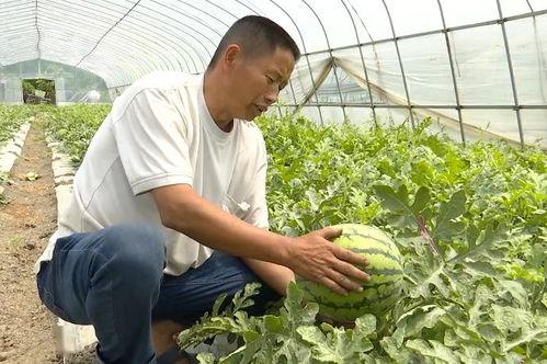 吴江吃瓜视频全集,揭秘娱乐圈幕后真相