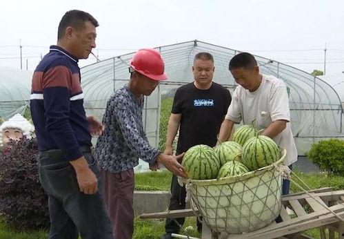 吴江吃瓜视频全集,揭秘娱乐圈幕后真相