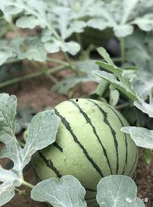 西安网红吃瓜,揭秘城市美食背后的故事