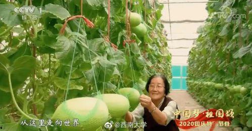 吃瓜保定教师,保定教师背后的故事