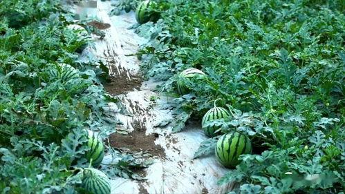 基蒂吃瓜,揭秘娱乐圈背后的秘密与八卦