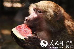 保护动物吃瓜,揭秘保护动物与“吃瓜”之间的微妙关系