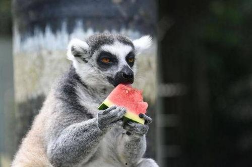 保护动物吃瓜,揭秘保护动物与“吃瓜”之间的微妙关系