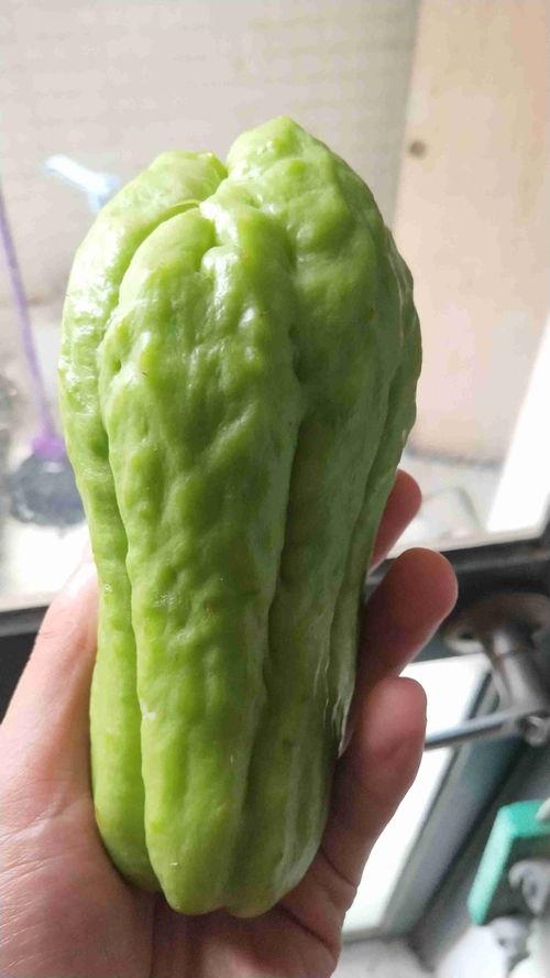 活树瓜怎么吃,探索自然美味的新境界