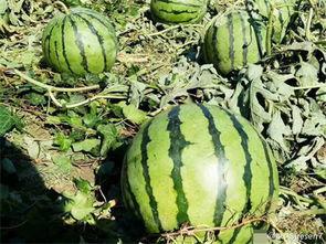 网友吃瓜图片,揭秘娱乐圈幕后真相