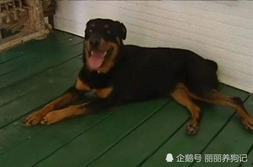 狗子吃瓜车祸现场视频,视频记录惊险瞬间