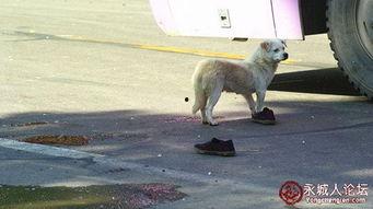 狗子吃瓜车祸现场视频,视频记录惊险瞬间