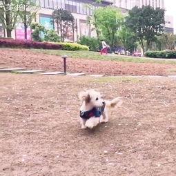 狗子吃瓜车祸现场视频,视频记录惊险瞬间