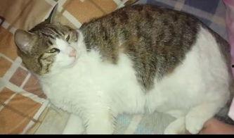 猫劝架吃瓜猫,吃瓜猫的劝架奇遇记