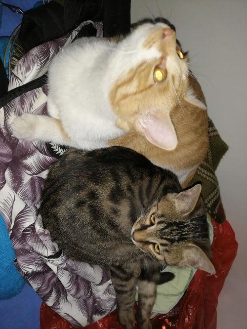 猫劝架吃瓜猫,吃瓜猫的劝架奇遇记