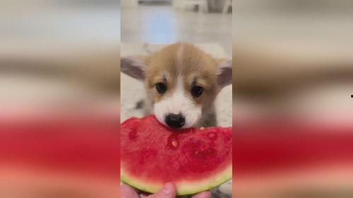 张嘴吃瓜小狗图片,可爱瞬间引网友热议