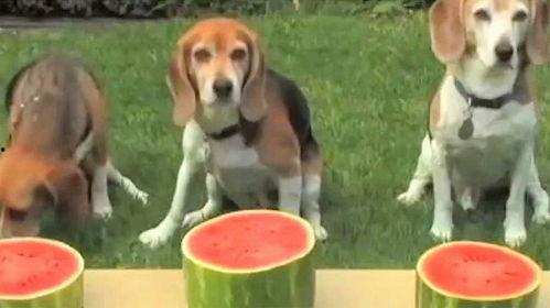 张嘴吃瓜小狗图片,可爱瞬间引网友热议