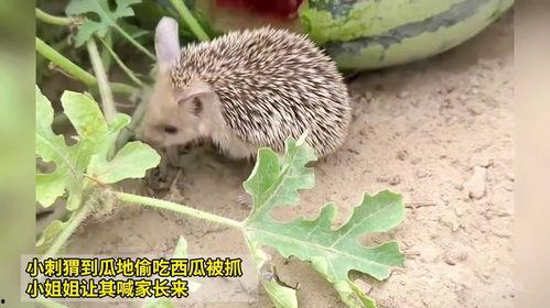 刺猬偷瓜吃,一场趣味横生的田园趣事
