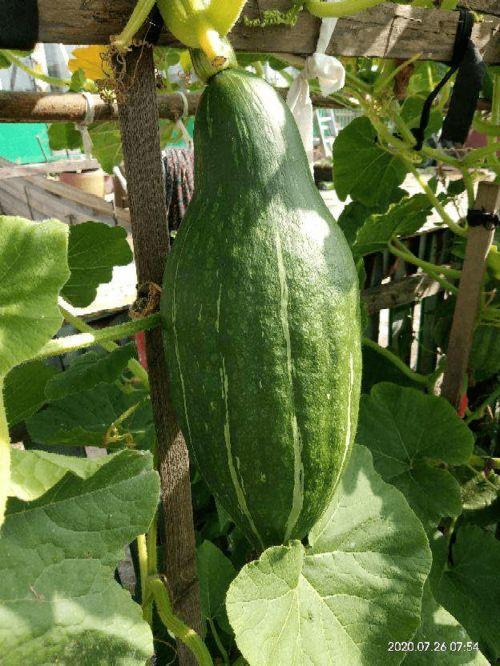 刀小刀吃瓜图片,揭秘娱乐圈幕后风云