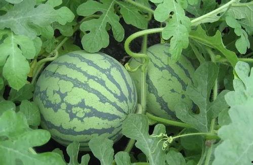 武汉交通高校吃瓜事件,校园风波背后的真相揭晓