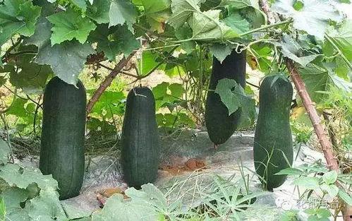 京瓜能怎么吃,解锁京瓜美味新境界