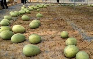 大懒吃瓜,揭秘娱乐圈幕后故事