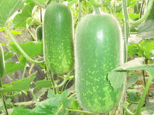 吃瓜好听昵称大全,盘点那些让人一听就“吃瓜”欲罢不能的昵称大全