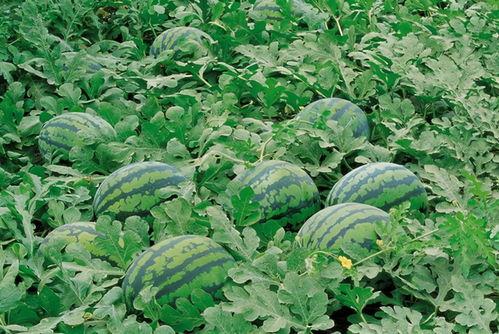 吃瓜好听昵称大全,盘点那些让人一听就“吃瓜”欲罢不能的昵称大全