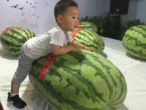 湖北孝感吃瓜事件,一场网络热议背后的真相探寻