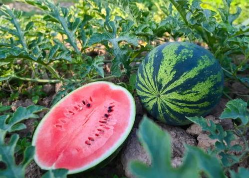 文盛吃瓜,揭秘娱乐圈幕后故事