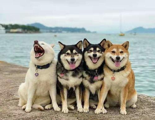 带你吃瓜柴犬,带你领略“带你吃瓜柴犬”的萌趣魅力