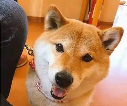 带你吃瓜柴犬,带你领略“带你吃瓜柴犬”的萌趣魅力