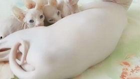 吃瓜的心情美滋滋,吃瓜心情美滋滋