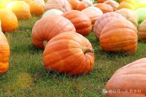 南瓜种子吃瓜花,一场自然的奇妙之旅