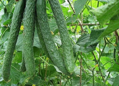 吃瓜的积极作用,揭秘吃瓜的积极作用