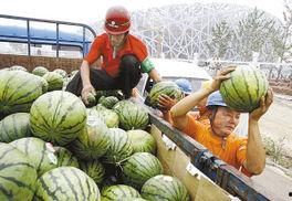 什么鸟可以吃瓜,揭秘哪些鸟类是瓜田里的“美食家”