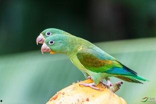 什么鸟可以吃瓜,揭秘哪些鸟类是瓜田里的“美食家”