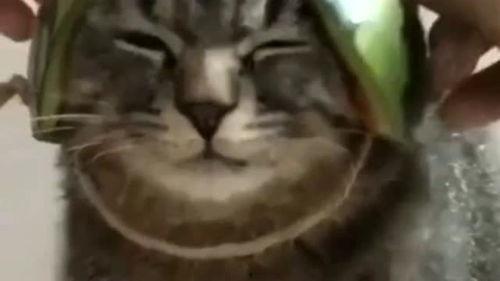 奇葩弹弓带你吃瓜,带你穿越瓜田，尽享欢乐时光