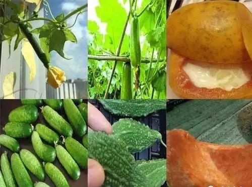 夏吃瓜冬吃根,夏享清凉瓜果，冬品滋补根茎