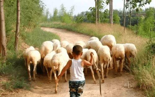 吃瓜蒙古,揭秘草原上的美食传奇