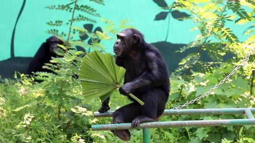 动物吃瓜人吃瓜,动物与人类共食瓜果的奇妙现象