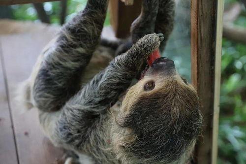 动物吃瓜人吃瓜,动物与人类共食瓜果的奇妙现象