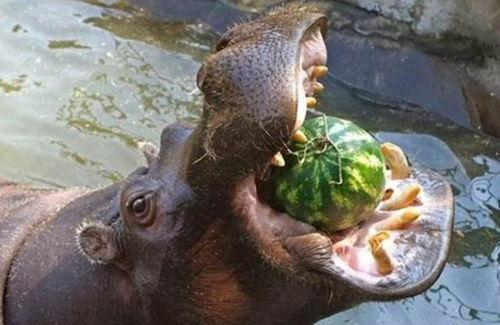 动物吃瓜人吃瓜,动物与人类共食瓜果的奇妙现象