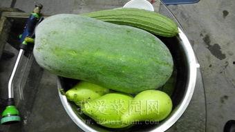 爱大瓜吃瓜网,爱大瓜吃瓜网带你畅游明星八卦世界