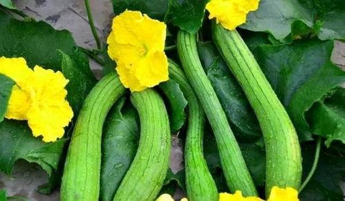 爱大瓜吃瓜网,爱大瓜吃瓜网带你畅游明星八卦世界