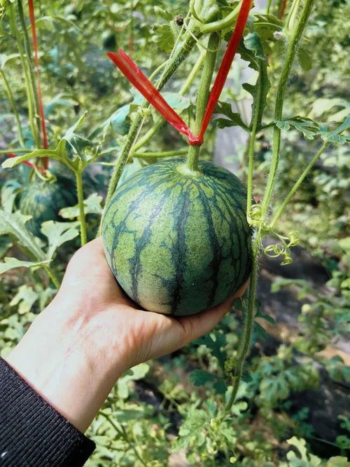 人类吃瓜协会,瓜界风云录