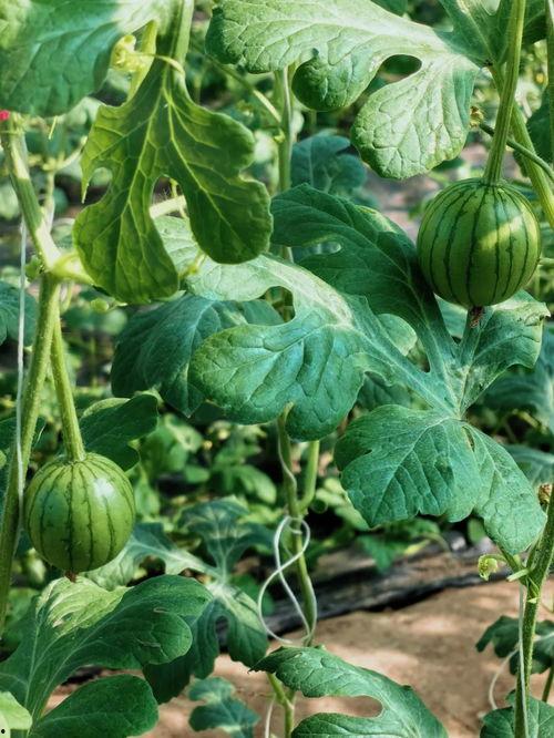 人类吃瓜协会,瓜界风云录